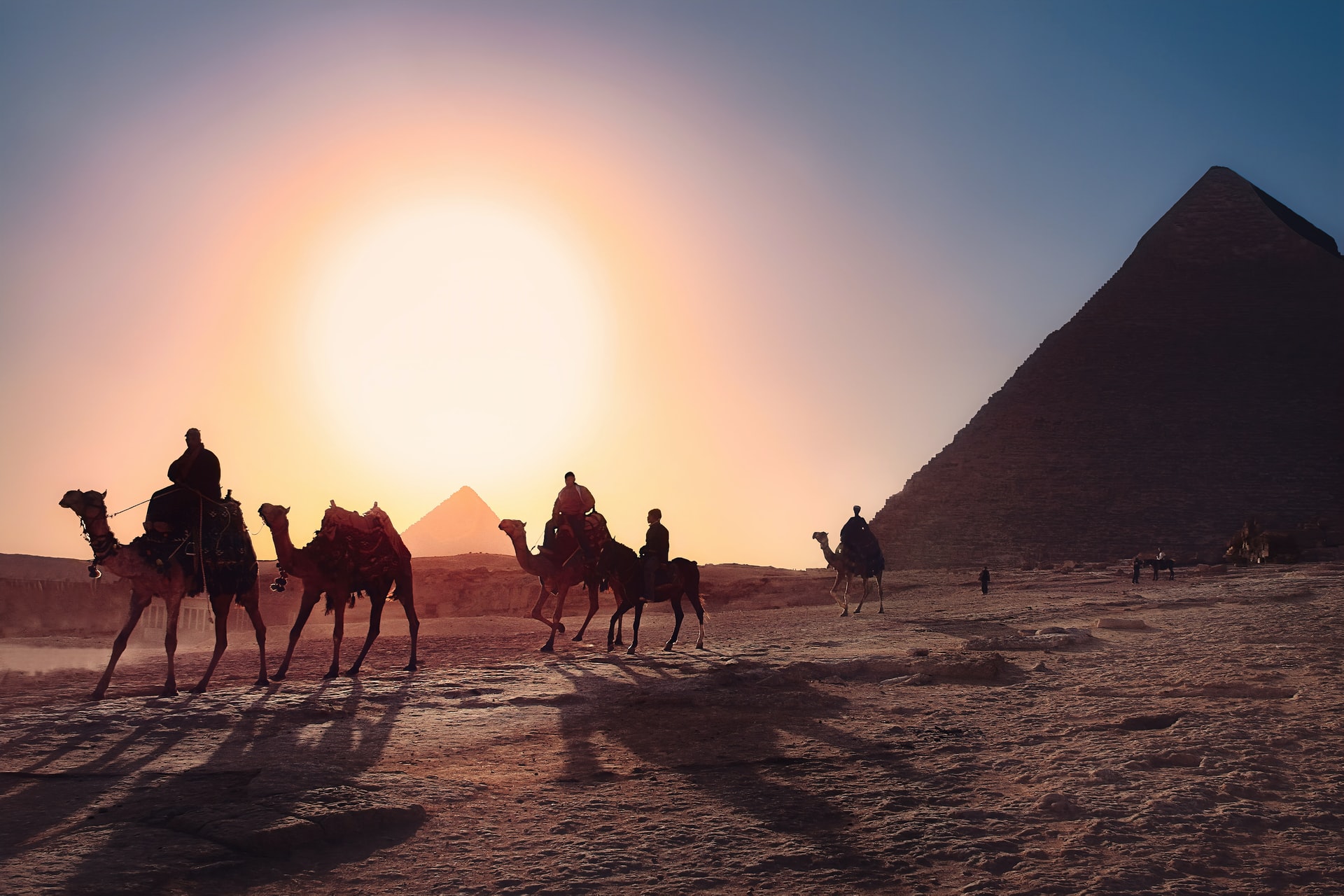 Camels walking through the desert